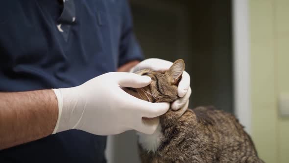 Cat on examination in a veterinary clinic
