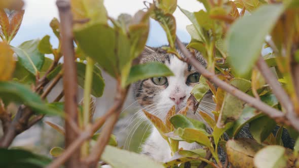 Cute Cat Face Behind Green Foliage