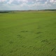 Agricultural Field at Summer Day, Sunny Weather, Aerial View - VideoHive Item for Sale