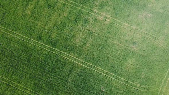 Aerial View of Fields, Soybean, Wheat, Corn. Agriculture Food Production. Plantation From Up Above