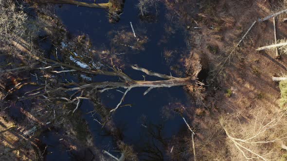 Drone Over Fallen Tree At Edge of Lake