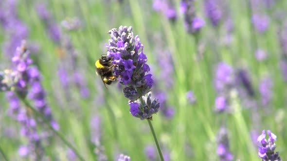 Bumblebee On Lavender 