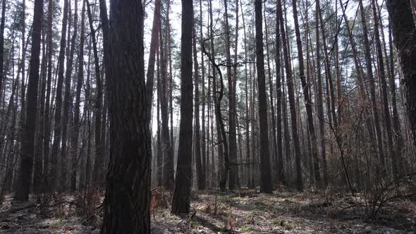 Trees in a Pine Forest During the Day Aerial View