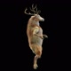 55 Deer Dancing HD - VideoHive Item for Sale
