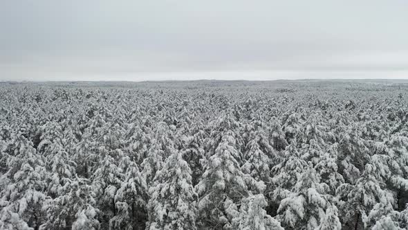 AERIAL: Beautiful Shot of Majestic and Massive Forest of Pines Covered in Snow in Winter