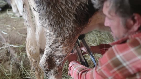 Handsome mature farmer is using milking facility for cows in cowshed own farm