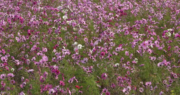 Cosmos bipinnatus commonly called the garden cosmos or Mexican aster.