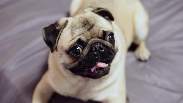 Portrait of Cute Pug Dog Looking at the Camera on the Bed in Bedroom