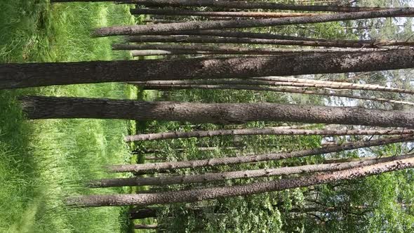 Vertical Video Aerial View Inside a Green Forest with Trees in Summer