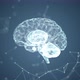 Abstract medical blue glowing brain wireframe network ,Plexus Brain - VideoHive Item for Sale