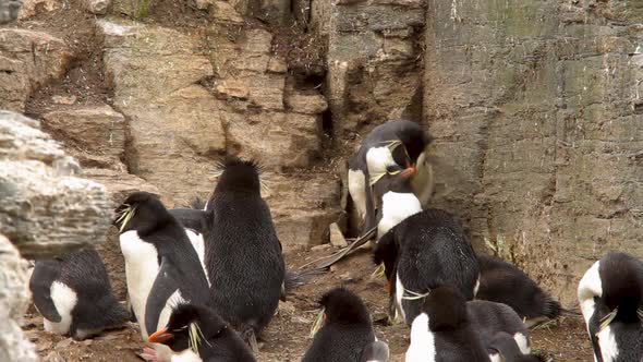 Rock Hopper Penguins Shot In The Falkland Islands