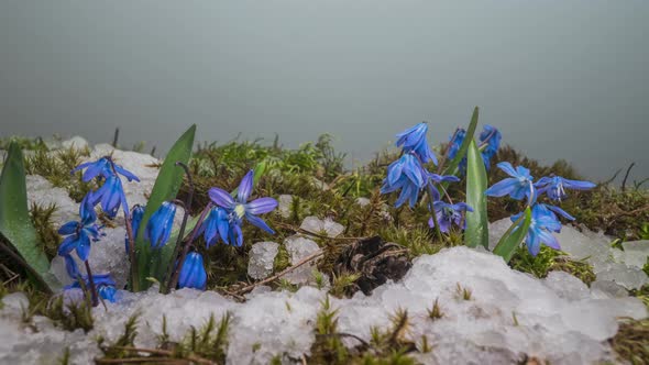 Blue Snowdrop and Snow Melts in Spring