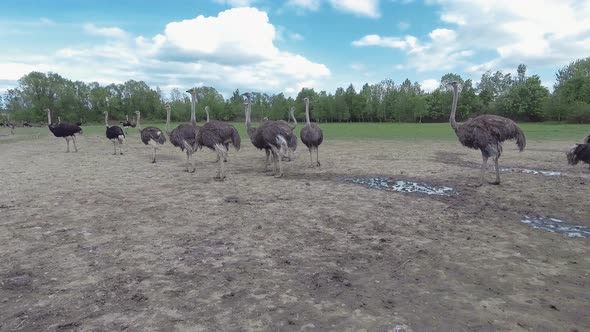 Ostriches farm from west Ukraine