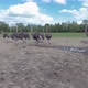 Ostriches farm from west Ukraine - VideoHive Item for Sale