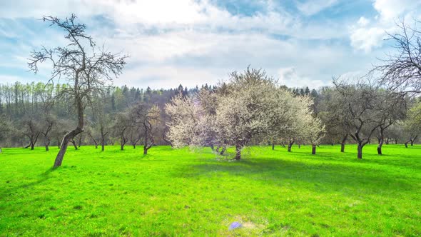 Cherry Blossoms And The Sun