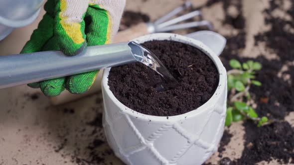 Female Hands in Gloves Pour Water From a Watering Can Into a Hole in the Ground in a Flower Pot for