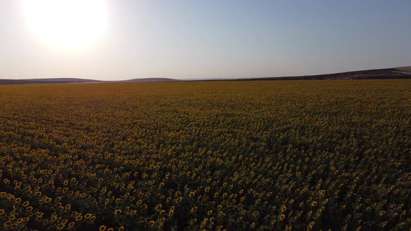 Rising aerial of immeasurable field of sunflowers