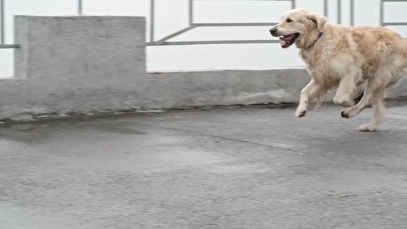 Excited Labrador Retriever Dog Running