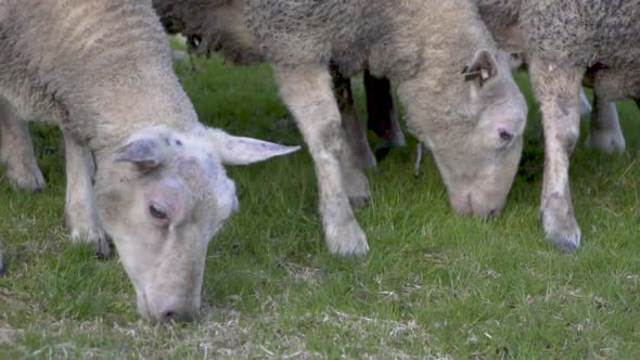 Group of white adult sheep eating dry food in a field