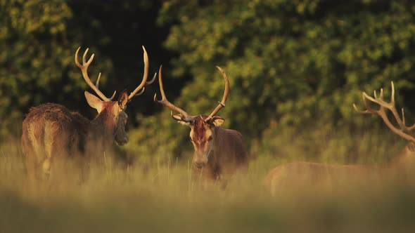 Herd of Male Red Deer Stags (cervus elaphus) during deer rut at sunset in beautiful golden sun light