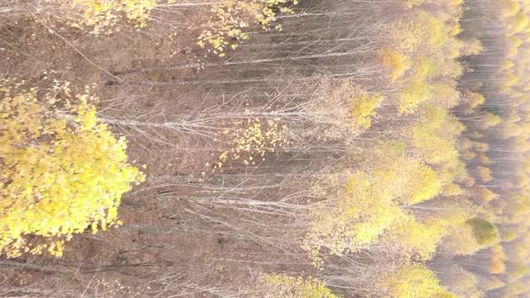 Vertical Video of a Forest Landscape on an Autumn Day in Ukraine