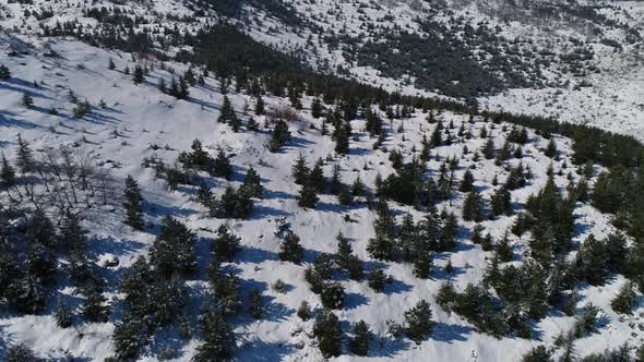 Aerial Forest In Snowy