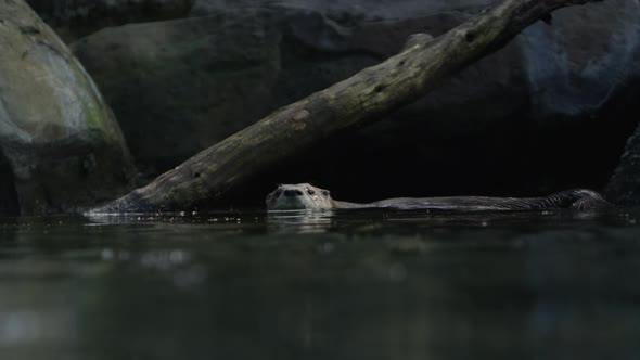 otter swimming at water level slow motion