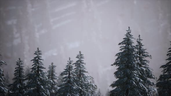 Winter Snow Covered Cone Trees on Mountainside