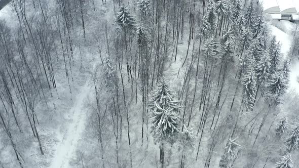 Top down shot - Beautiful aerial footage of trees covered with snow and  a look up shot at a winter