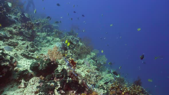 Coral Reef and Tropical Fish. Bali, Indonesia