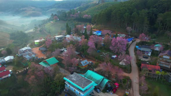 A rural village with beautiful Wild Himalayan Cherry (Prunus cerasoides) trees.