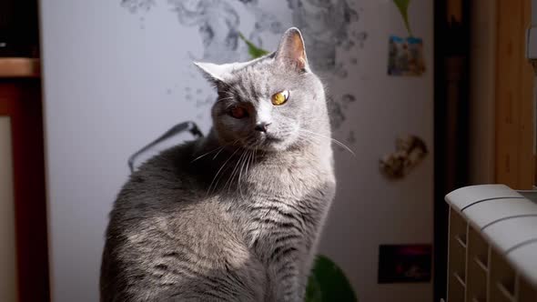 Portrait of a Gray Fluffy British Cat Looking Up in the Sunlight