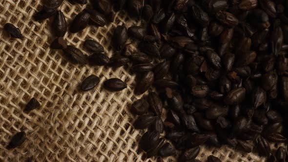 Rotating shot of barley and other beer brewing ingredients