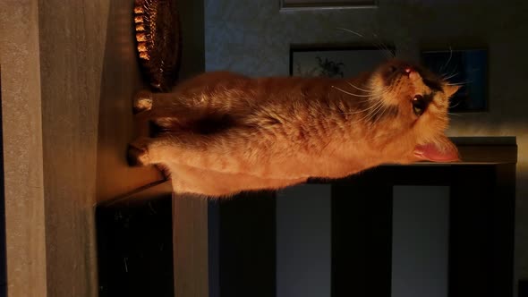 Portrait of Red Tabby Cat Curiously Posing and Looking Up Then Lick Its Paw Pads