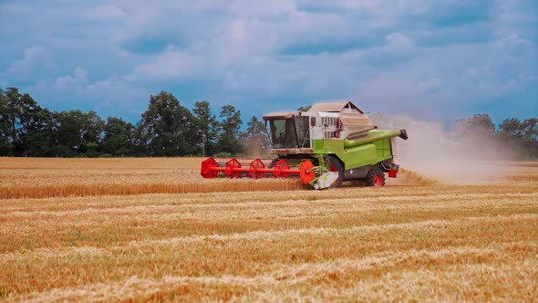 Harvesting of field with combine. Agriculture machine harvesting golden ripe wheat field