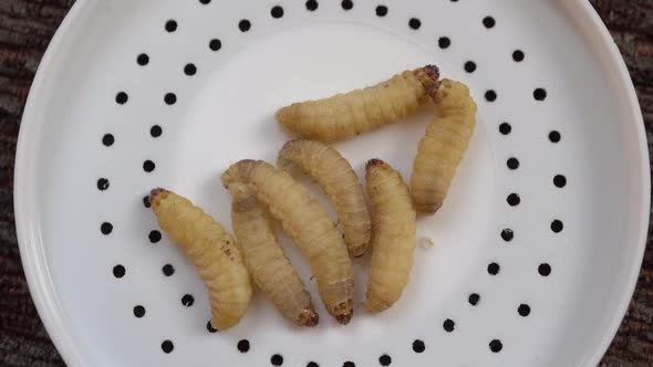 Several Waxworms, the larvae of the Wax Moth on plastic lid.