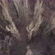 Aerial View From Above of Autumn Forest Gray Trees Bald Trees in Late Autumn - VideoHive Item for Sale