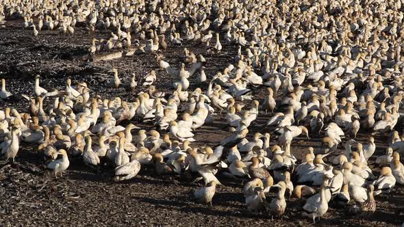 Cape Gannet Colony - South Africa