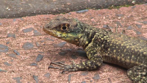 Close up from a lizard 