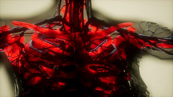 Human Skeleton Bones Scan Glowing alt