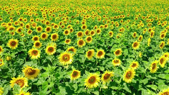 Closeup of stunning sunflower field in summer