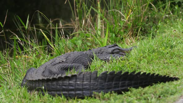 Crocodile resting in green grass