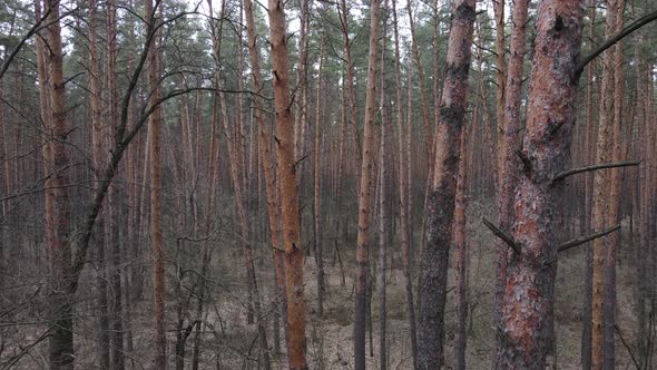 Trees in a Pine Forest During the Day Aerial View