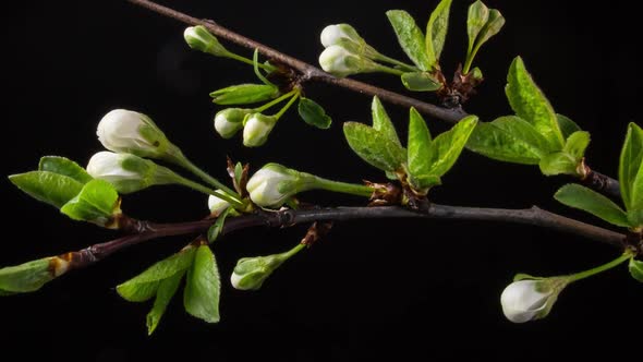 Flowering Branches on a Black Background