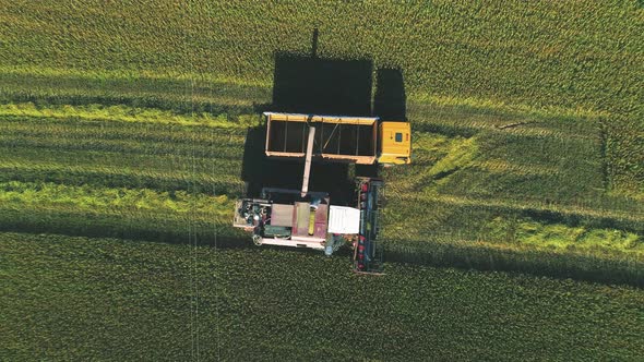 The Combine Harvester Unloads Wheat Into the Body of the Lorry