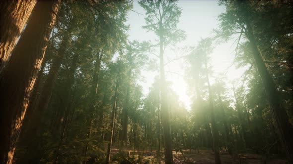 Redwood Forest Foggy Sunset Scenery alt