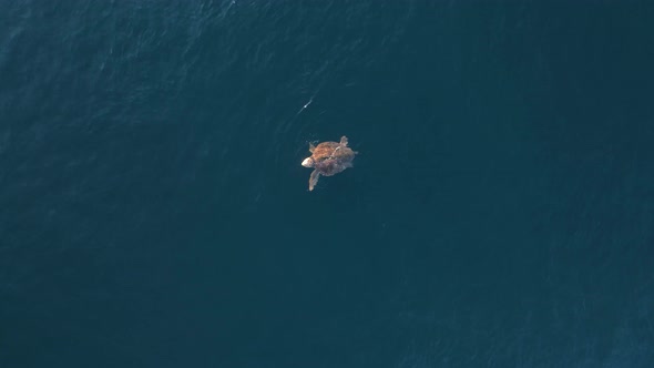 A large sea turtlees slowly on the surface of the ocean as it takes air in before returning underwat