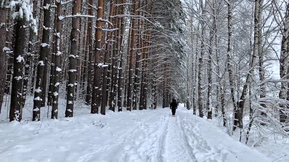 People in a dark jacket walks through a snowy forest in winter.