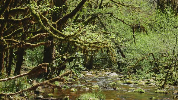 Beautiful forest river stream. Tree trunks covered a moss. Relaxation