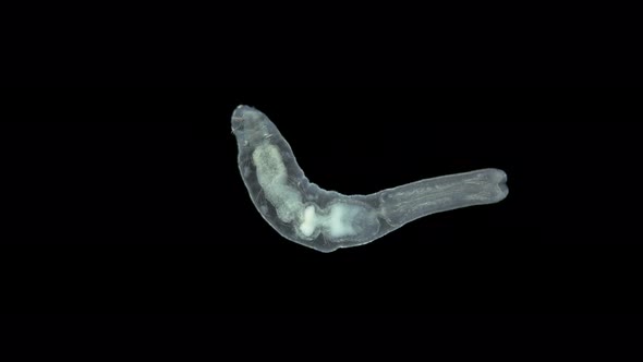 Worm Chaetogaster Sp